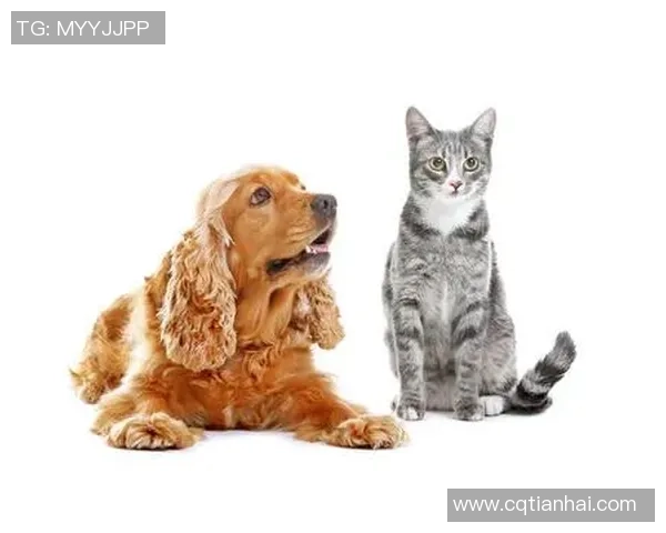 足球明星与他们的宠物狗猫共度快乐时光的温馨故事 足球明星与他们的宠物狗猫共度快乐时光的温馨故事